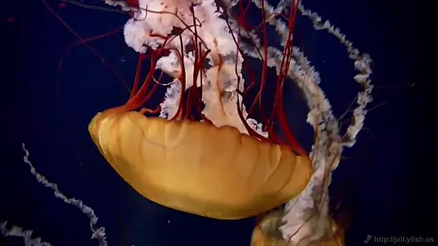 streamy test12 online show from 4, 3, 2025