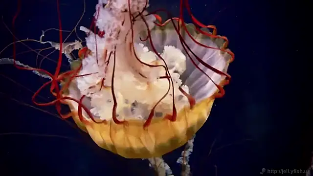 streamy test12 online show from 12, 11, 2025