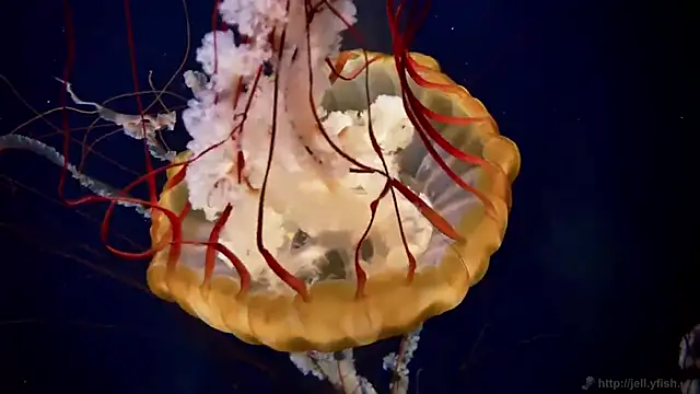 streamy test12 online show from 17, 12, 2025