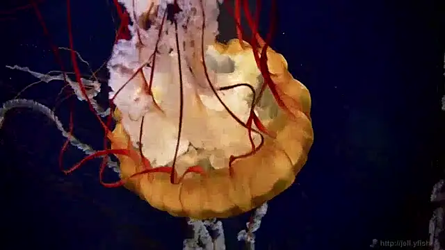 streamy test13 online show from 5, 12, 2024