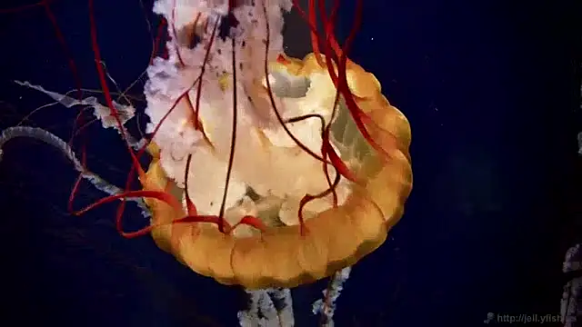 streamy test13 online show from 10, 12, 2024