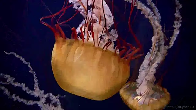 streamy test13 online show from 3, 1, 2025