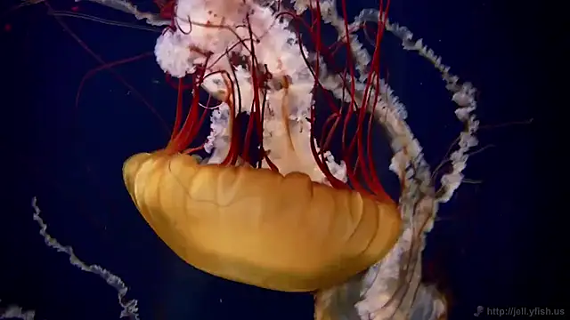 streamy test13 online show from 4, 2, 2025