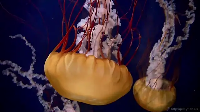 streamy test13 online show from 20, 2, 2025