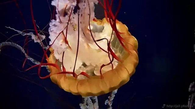 streamy test15 online show from 18, 12, 2025