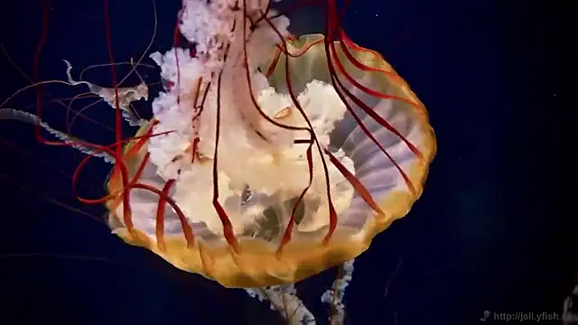 streamy test15 online show from 5, 2, 2026