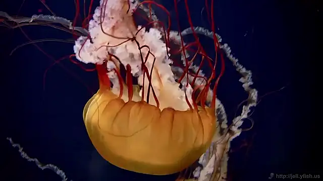 streamy test15 online show from 12, 3, 2026