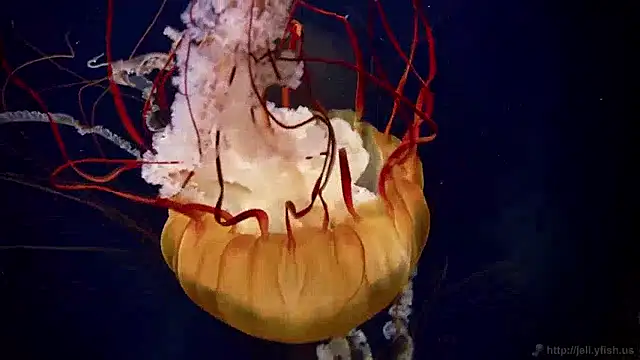 streamy test15 online show from 9, 4, 2026