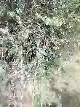 88karan88 online show from 28, 2, 2025