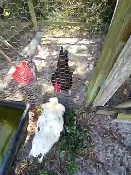 Mistress Melissa online show from 4, 2, 2025