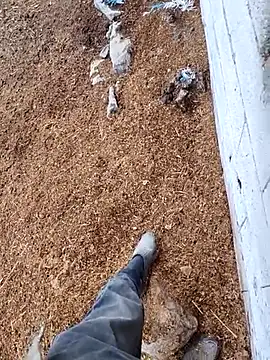 murokkk31 online show from 15, 11, 2025