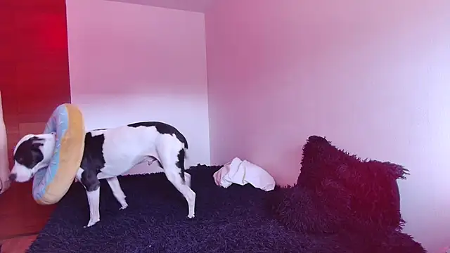 bellatrix25 online show from 30, 1, 2025