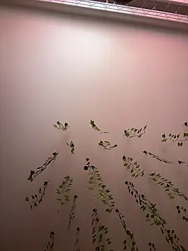 -Sexy Barbie- online show from 11, 3, 2025