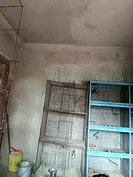 NICK IN online show from 18, 2, 2025