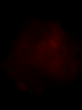 Ozomitro online show from 13, 3, 2025