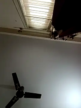 blr boi online show from 3, 12, 2025