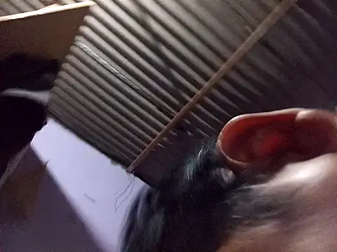 ardiente47 online show from 13, 1, 2026