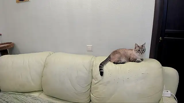 Pawsitive Panther online show from 17, 12, 2024