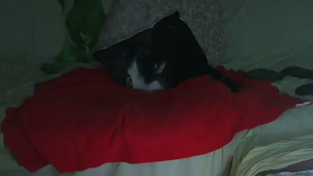 Snapshot of VeneRed chatting on 23, 9, 2025 VeneRed online show from 23, 9, 2025