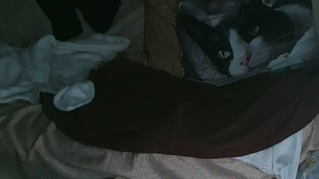 Snapshot of VeneRed chatting on 10, 10, 2025 VeneRed online show from 10, 10, 2025