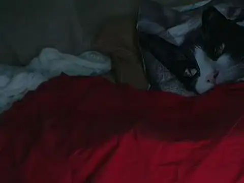 Snapshot of VeneRed chatting on 11, 10, 2025 VeneRed online show from 11, 10, 2025