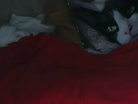 Snapshot of VeneRed chatting on 12, 10, 2025 VeneRed online show from 12, 10, 2025