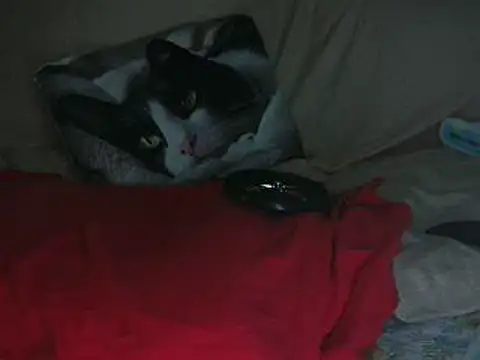 Snapshot of VeneRed chatting on 14, 10, 2025 VeneRed online show from 14, 10, 2025