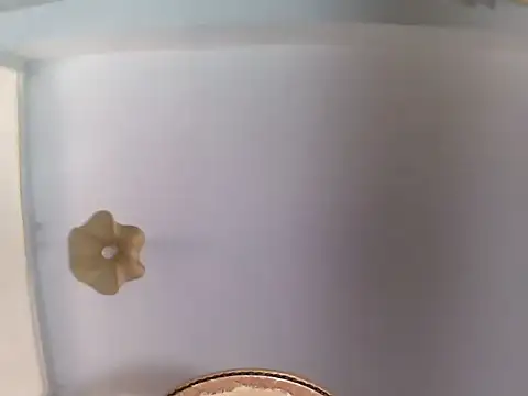 Snapshot of culalimer chatting on 23, 6, 2026 culalimer online show from 23, 6, 2026