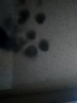 Leocesar37 online show from 25, 11, 2025