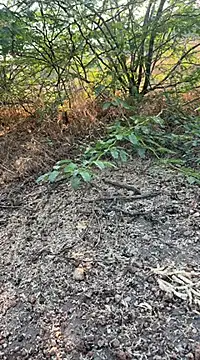 Snapshot of tamil000000 chatting on 10, 3, 2025 tamil000000 online show from 10, 3, 2025