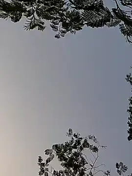 Whitehouse01 online show from 29, 12, 2024