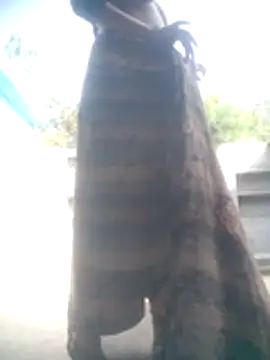 Amaya Bajwa online show from 11, 2, 2026