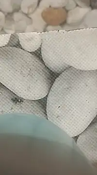 Snapshot of Playboy_bhabhi_00 chatting on 25, 2, 2025 Playboy bhabhi 00 online show from 25, 2, 2025