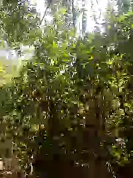 Pussy-Hairy-Horny online show from 16, 2, 2025