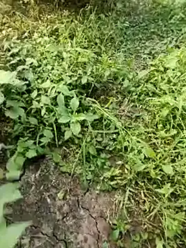 himvilohi08 online show from 19, 10, 2025