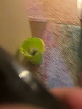 So8nan online show from 10, 11, 2025