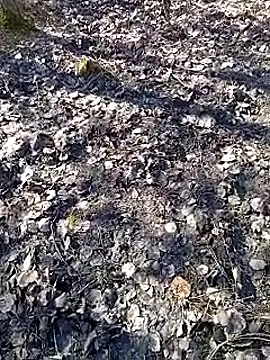 DawidSpandel online show from 16, 3, 2025