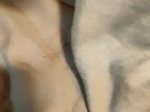 Pollagorda 34877 online show from 19, 11, 2025