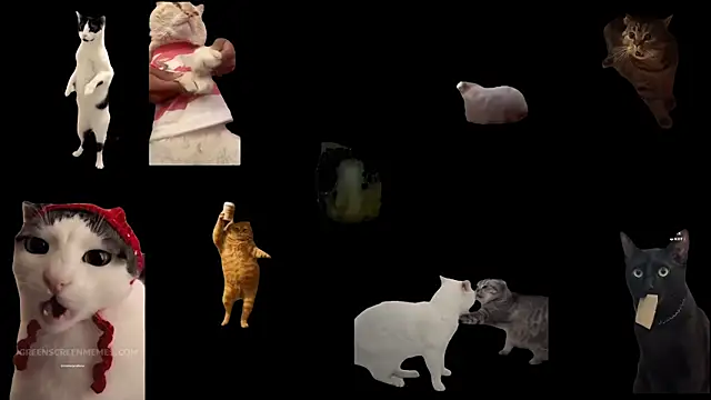 ch0wn m online show from 19, 11, 2025