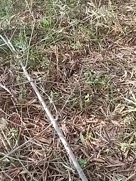 sonotutto online show from 11, 10, 2025