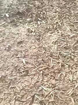 sonotutto online show from 16, 10, 2025