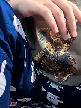 sasud2 online show from 3, 11, 2025