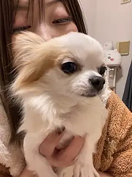 h415a812 online show from 20, 11, 2025