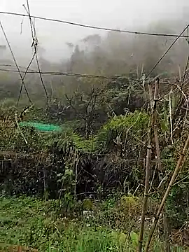 quynhkoolbae online show from 11, 3, 2026