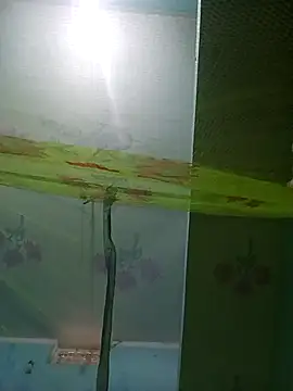 Apkisona8 online show from 21, 11, 2025