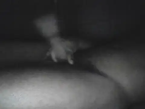 Bigcockjamaican876 online show from 15, 10, 2025