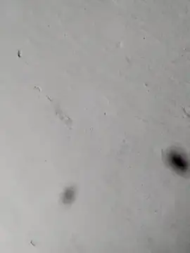 Mollysdick online show from 17, 4, 2026