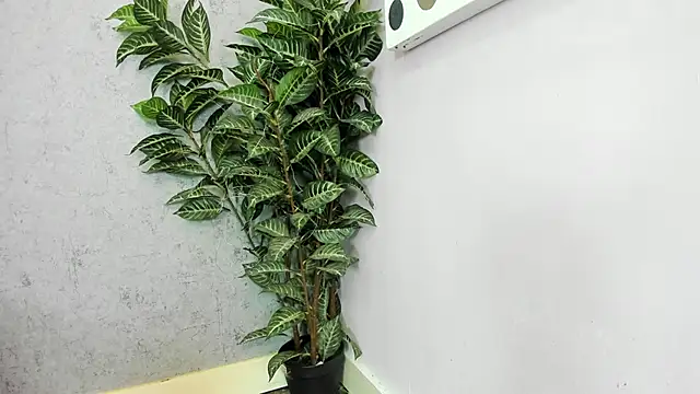 Snapshot of scarlett646 chatting on 26, 2, 2026 scarlett646 online show from 26, 2, 2026