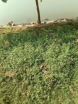 king godgm online show from 21, 12, 2025