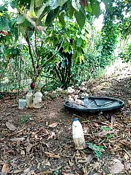 AlphaAlterX online show from 2, 3, 2026